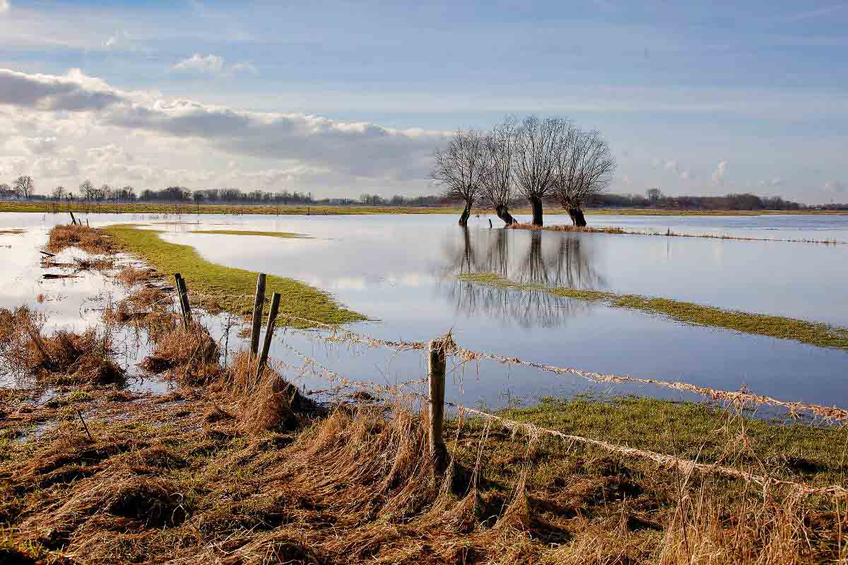 flooded field.