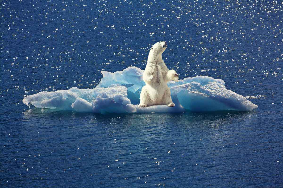 polar bear on small iceberg.