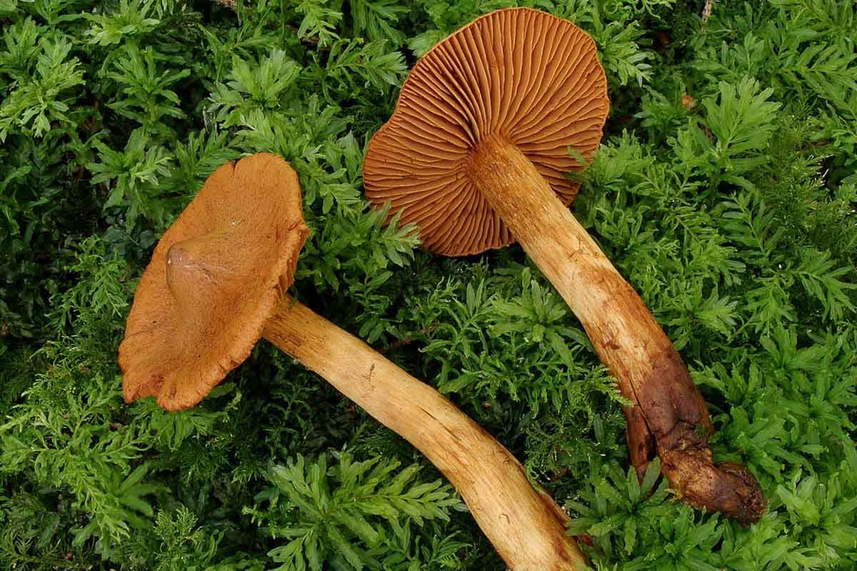 2006-07-12_Cortinarius_rubellus_2.