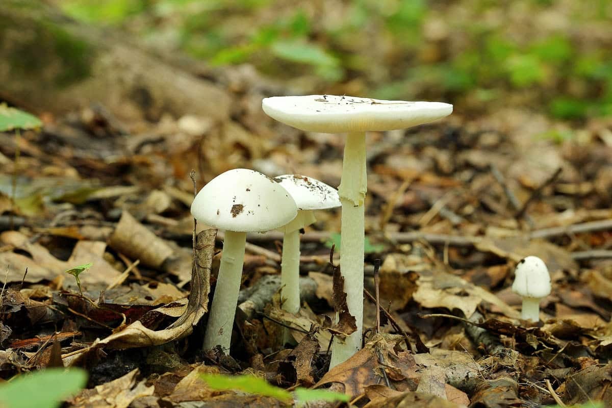 Amanita_virosa_UL_03.