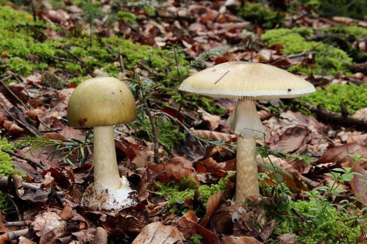 Grüne_Gift-Wulstling_Amanita_phalloides.