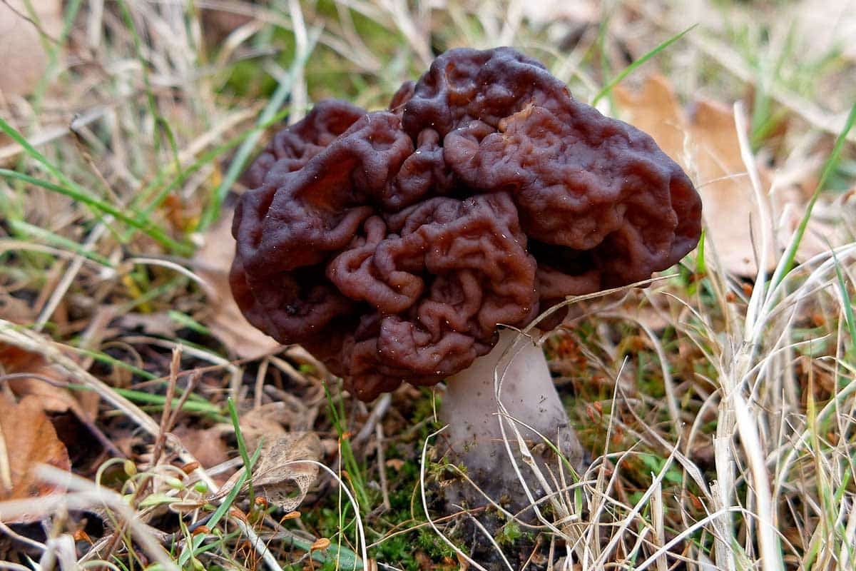 Gyromitra_esculenta_(47348478352).