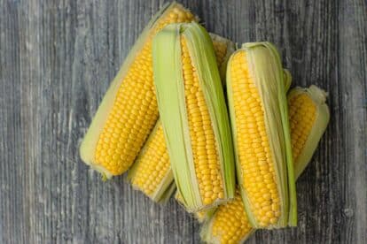 corn on cob against grey background
