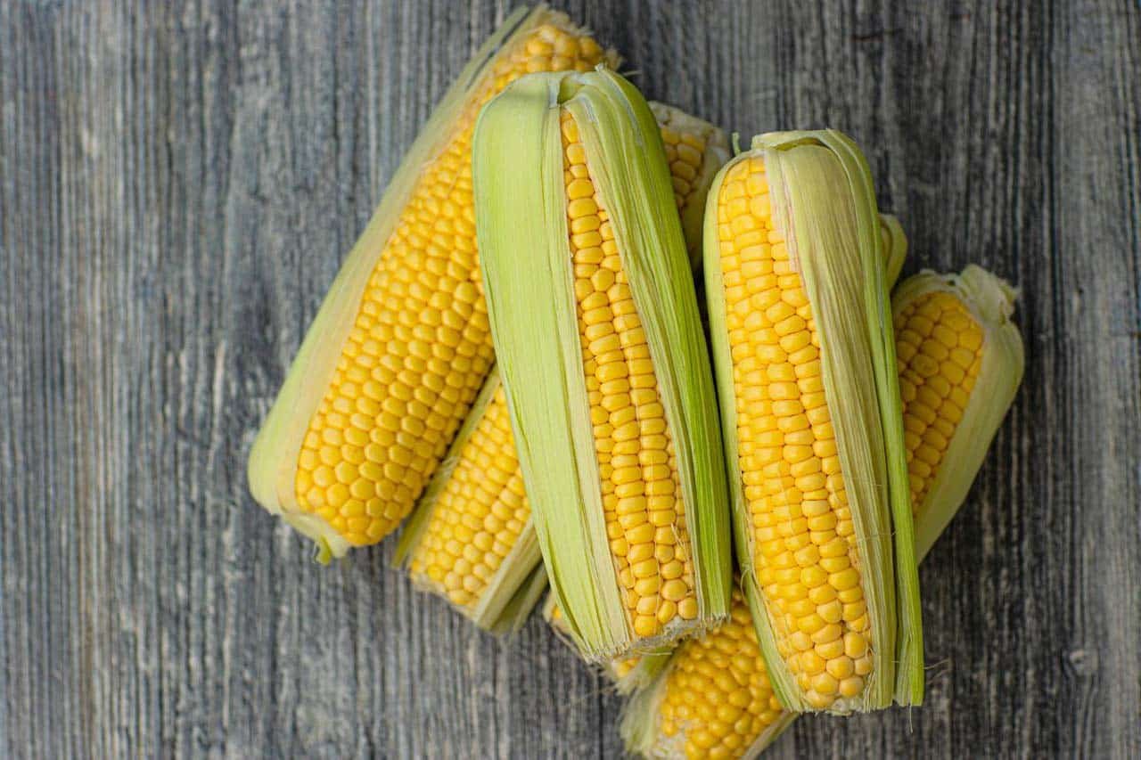 corn on cob against grey background