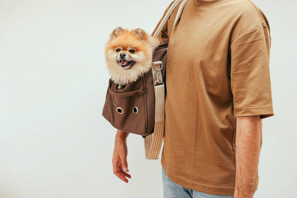 dog in carrier.