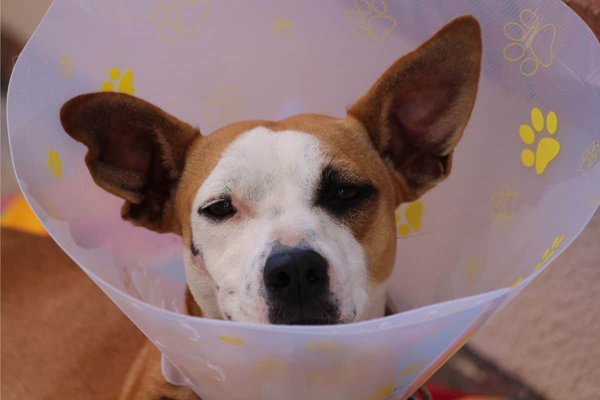 dog in cone.