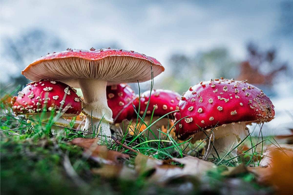 fly agaric.
