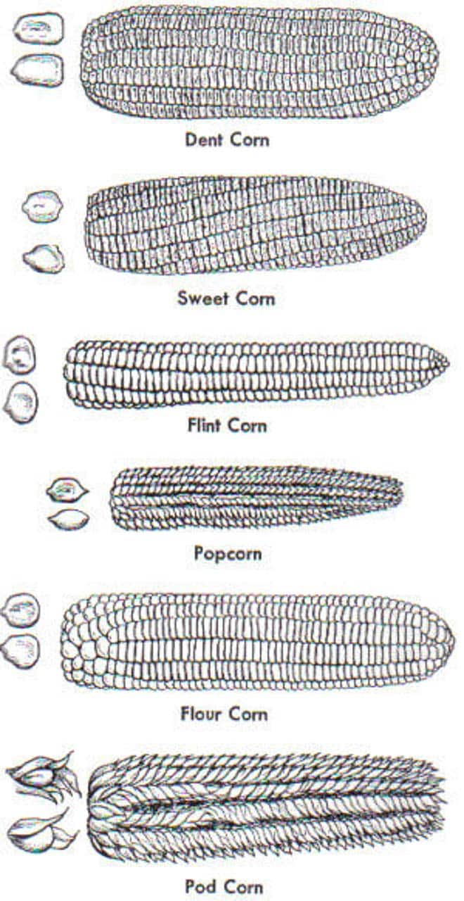 graphic showing types of corn