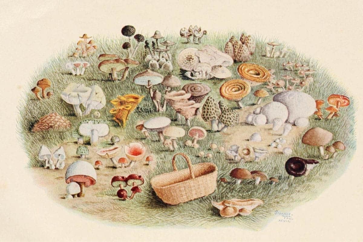 painting of mushrooms.