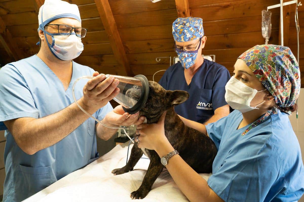 vets giving anaesthesia to dog.