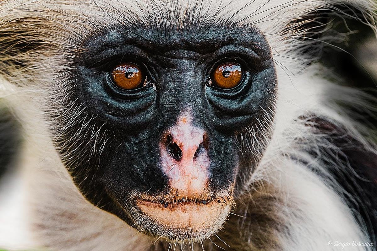 1024px-Zanzibar_red_colobus_(Procolobus_kirkii)_(45008638465).