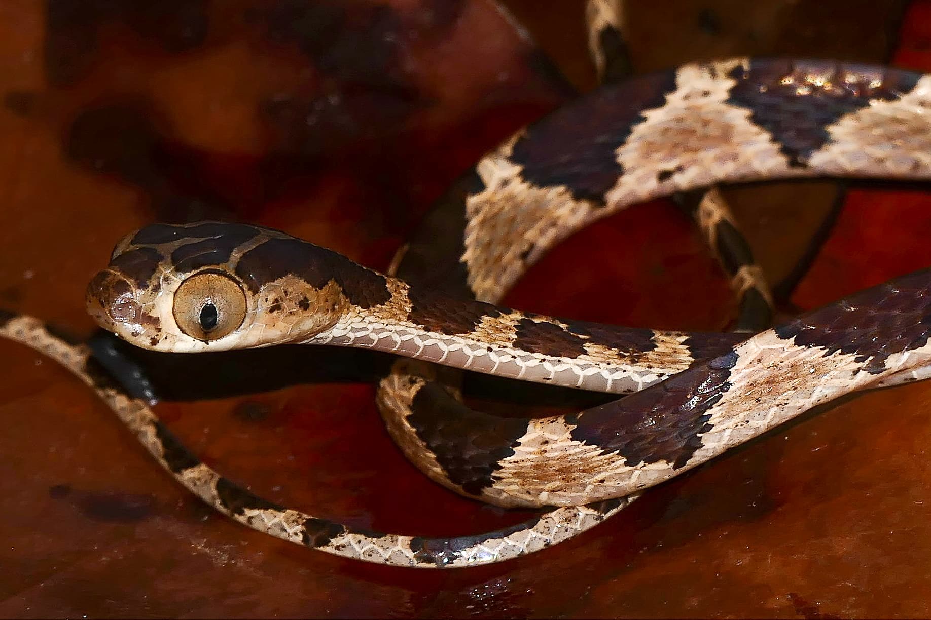 Blunthead_Tree_Snake_(Imantodes_cenchoa)_juvenile_(37966609595).