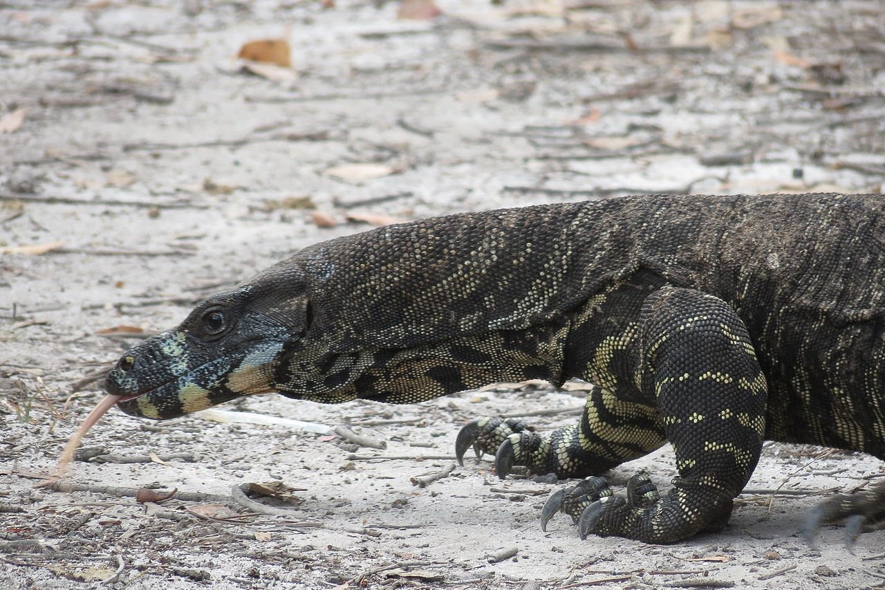 Varanus_varius_(12209502854).