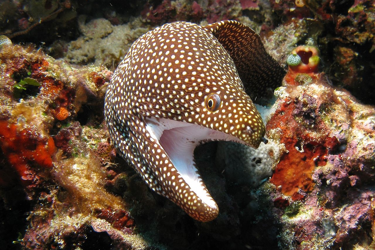 White-mouth_moray_from_North_Sulawesi;_prilfish;_July_2010.