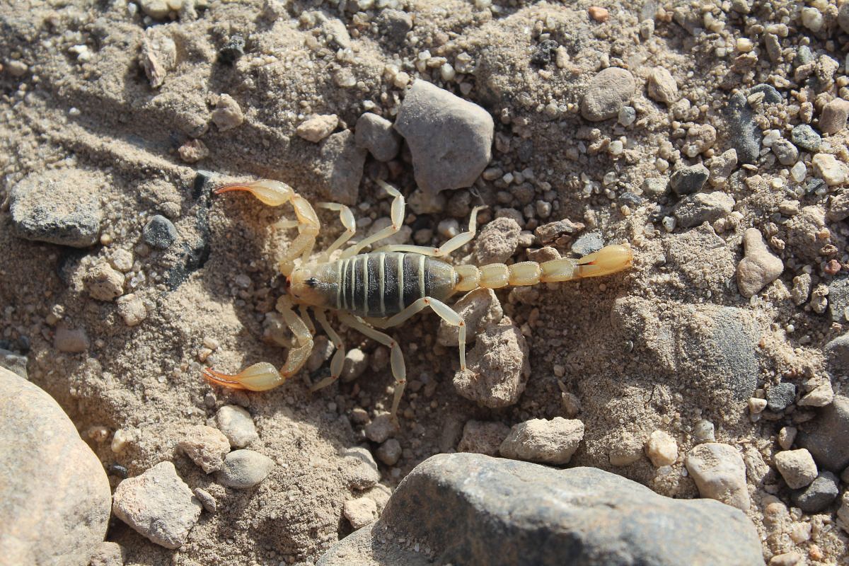 scorpion.