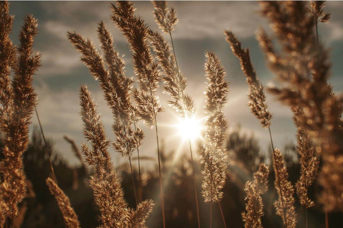 sun in wheat field.