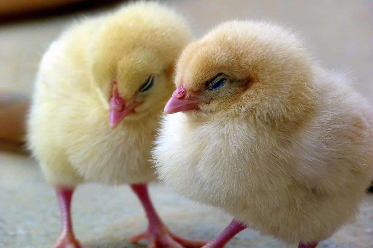 two chicks.