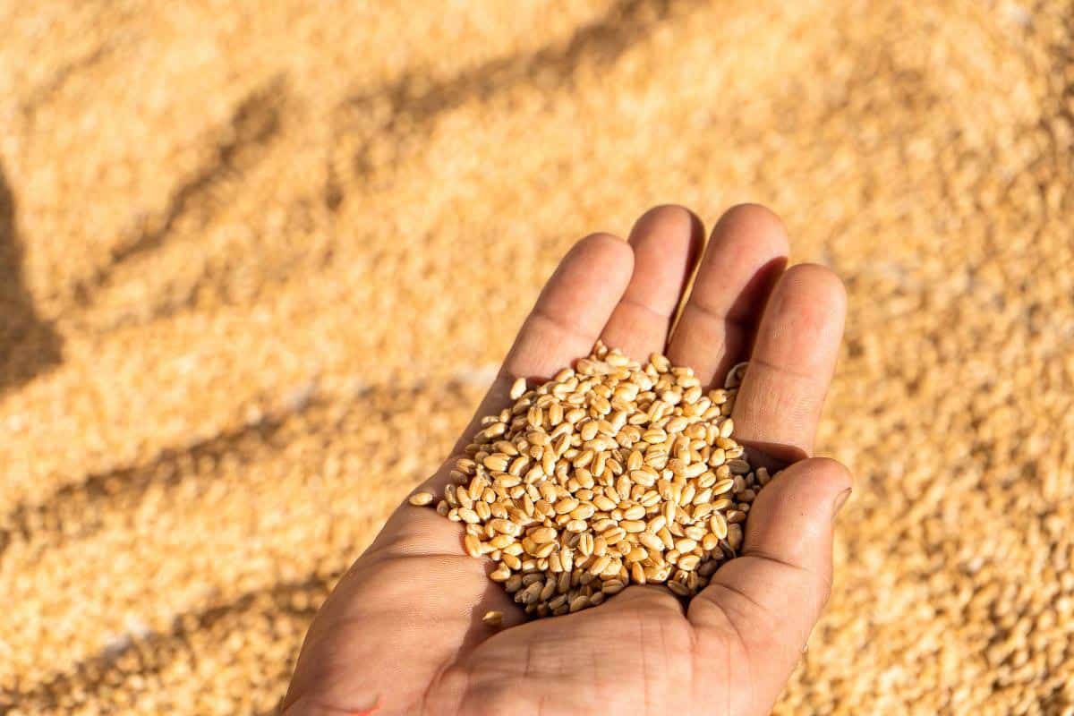 wheat grains in hand.