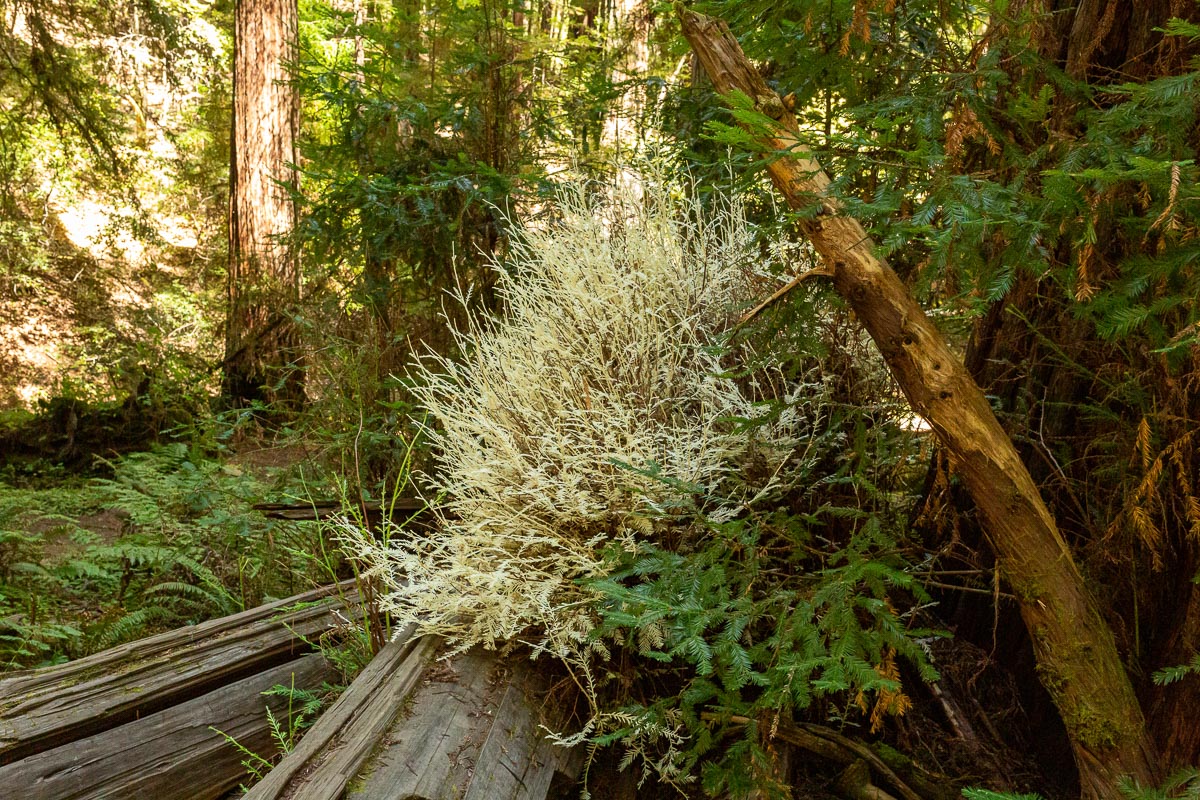 white redwood.