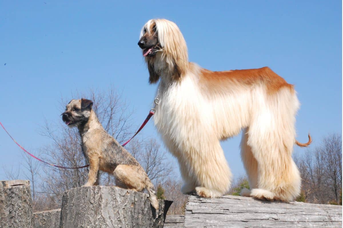 Afghan hound and border terrier.