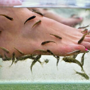 Fish Nibbling Feet