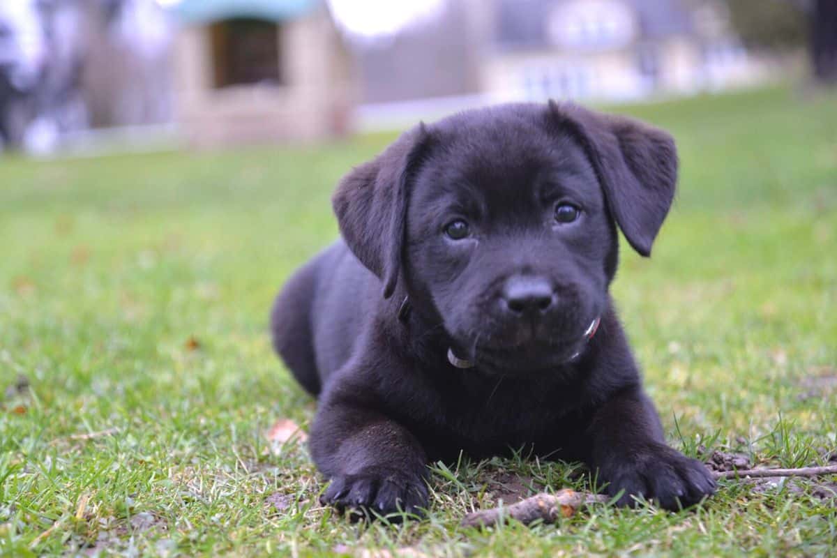 black lab pup. 