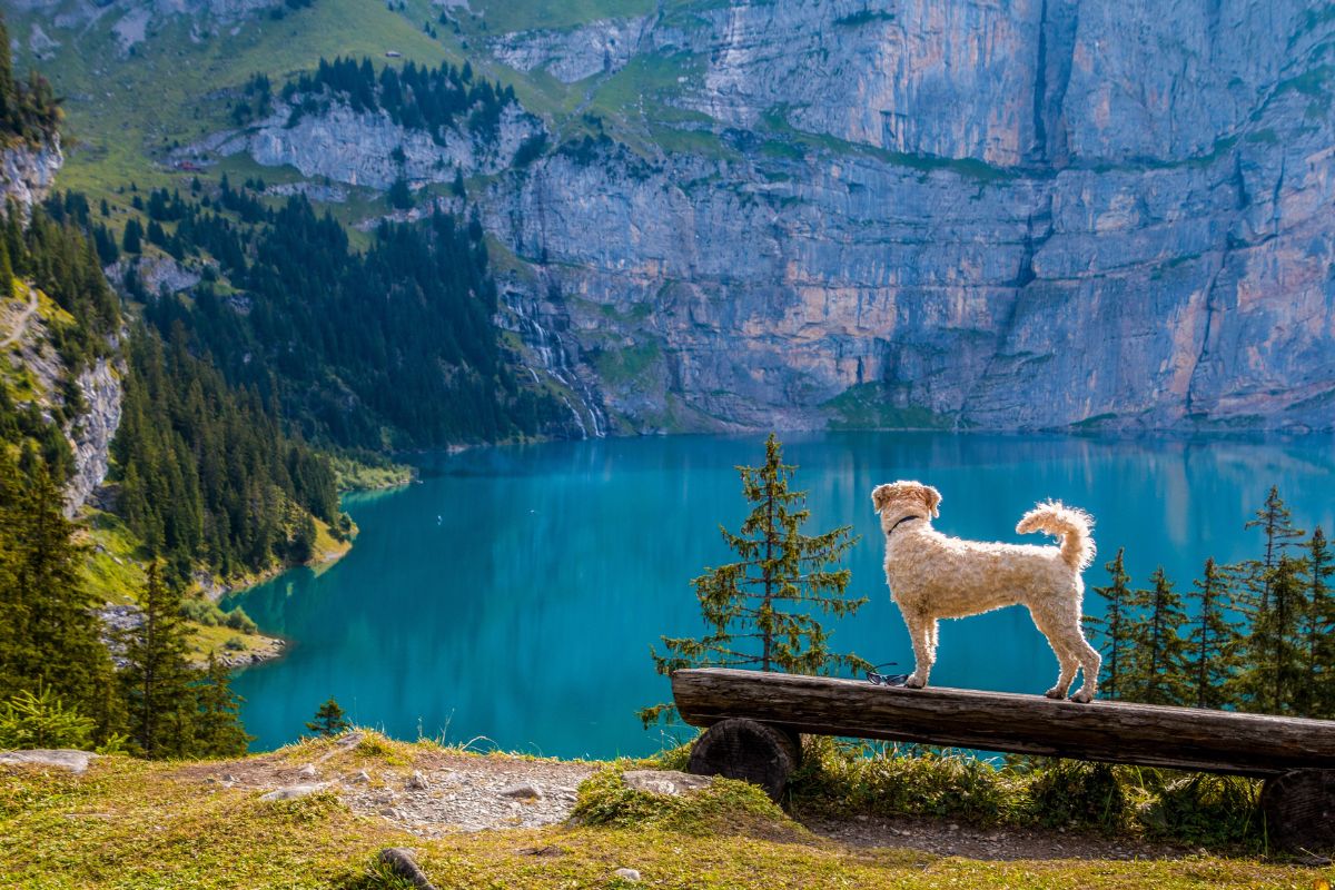 dog and mountain lake. 