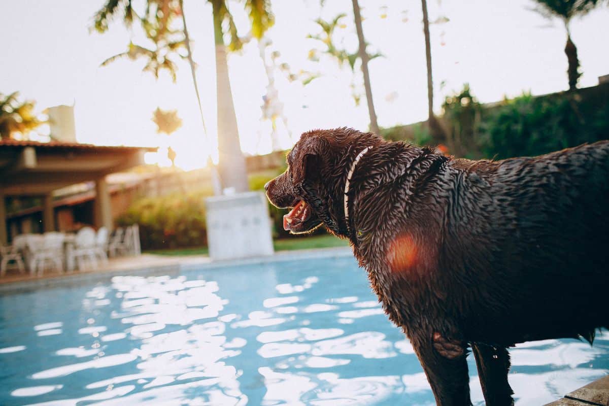 dog near pool. 