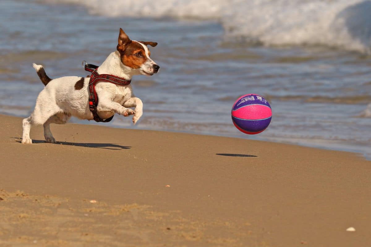 dog on beach with ball. 