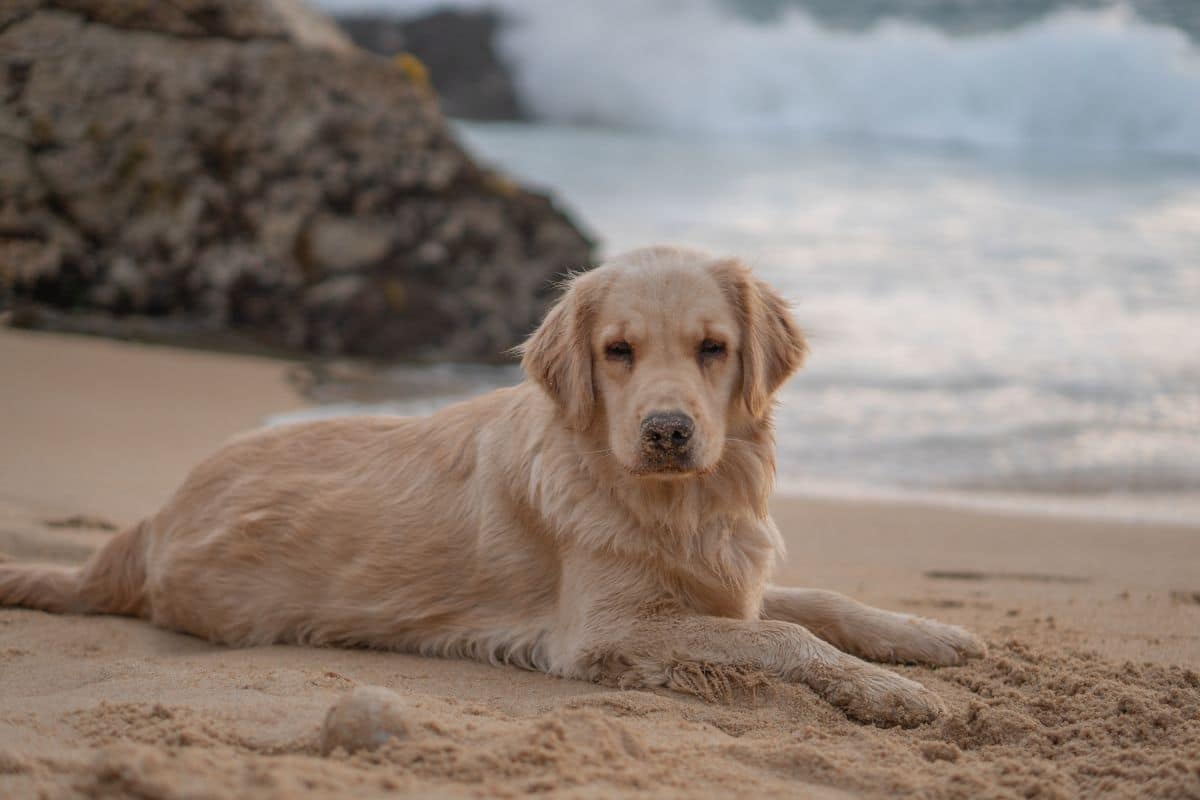 golden retriever on beach. 