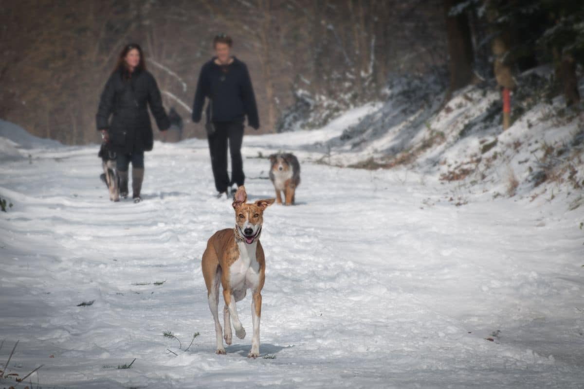 people walking dogs in snow. 