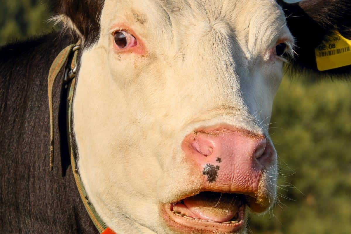 shocked cow.