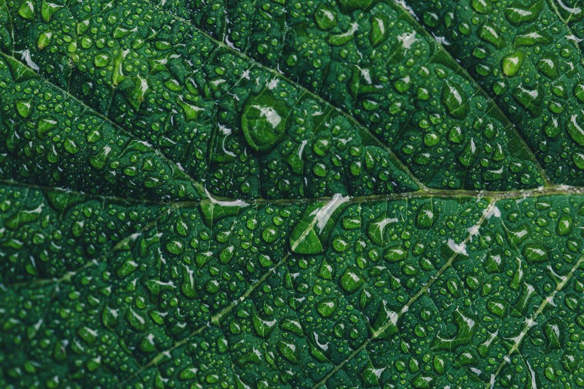 Close-up Photography of Green Leaf With Drops of Water. 