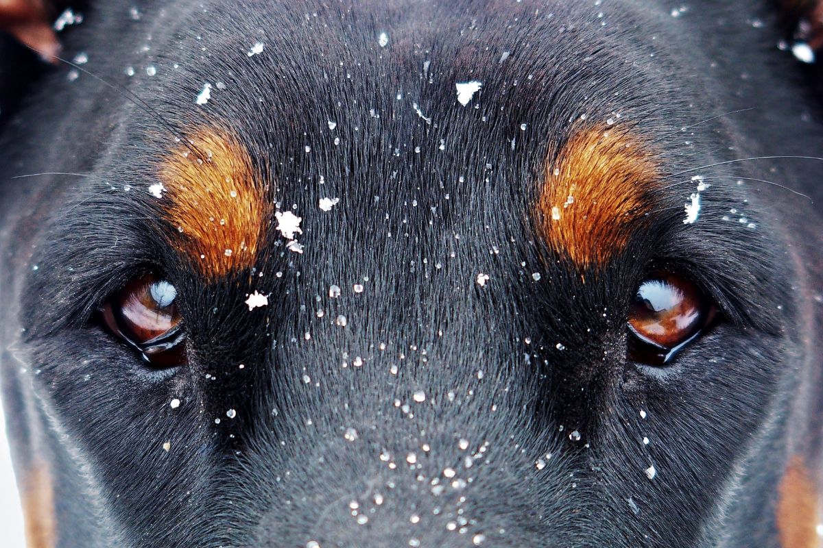 Close up dogs eyes