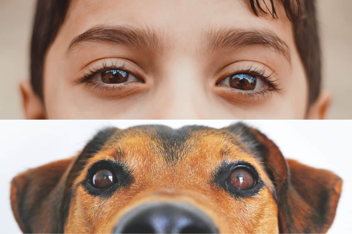 Dog vs human eyes