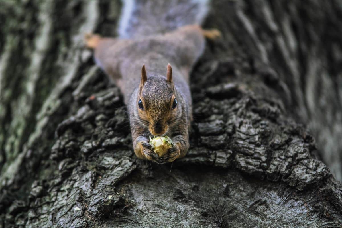 Squirrel in tree eating nut