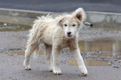 Cute, adorable, white stray dog ​​on muddy street; color illustration photo of abandoned, homeless animals.