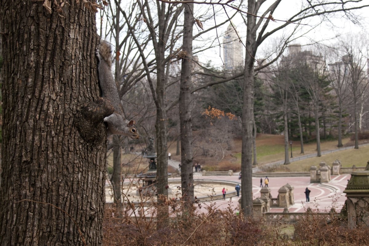 Squirrel in tree 