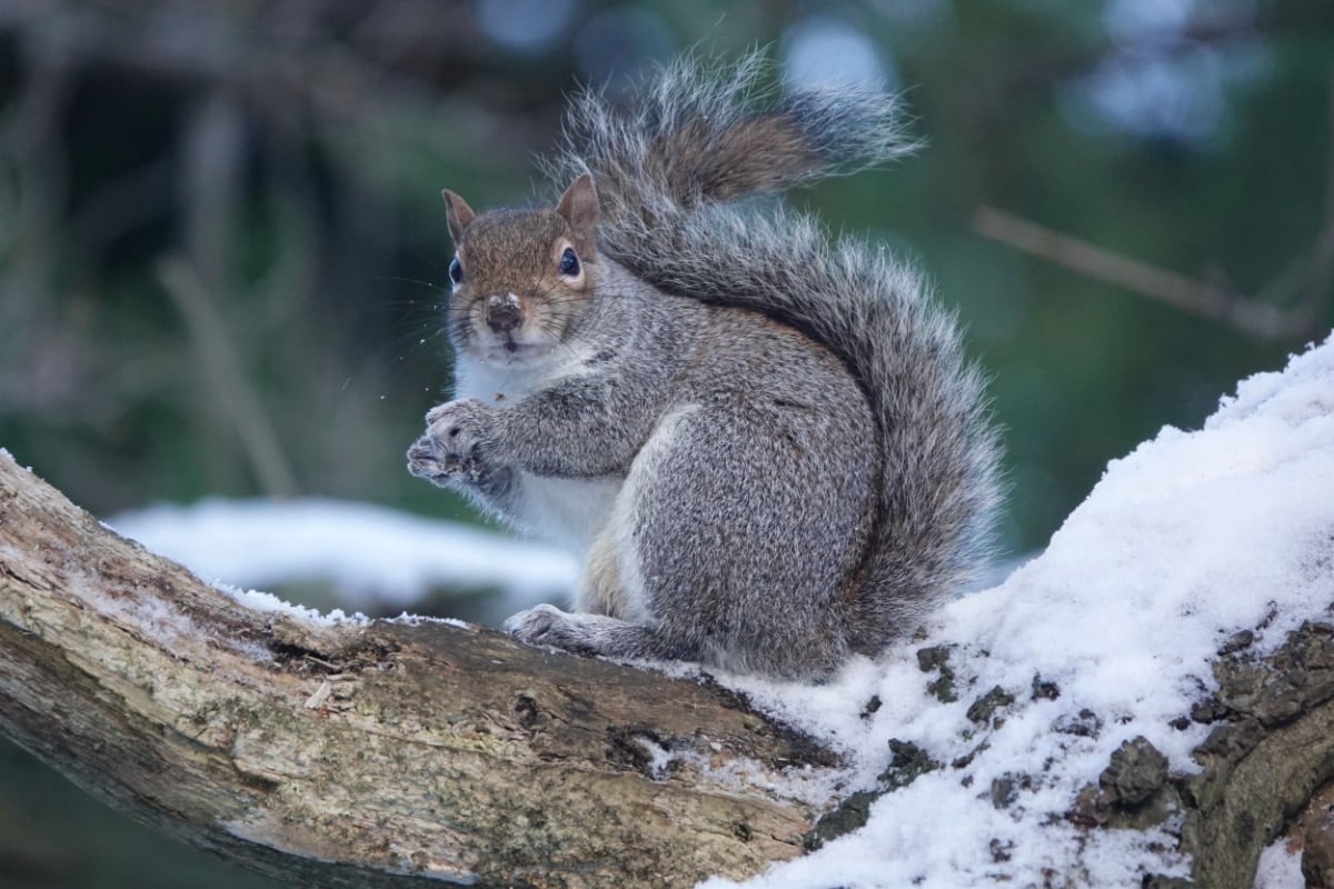 Squirrel in winter