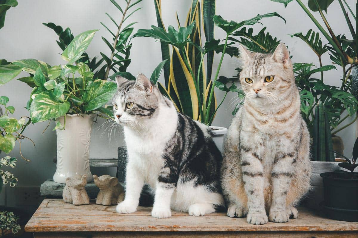 cats near house plants. 