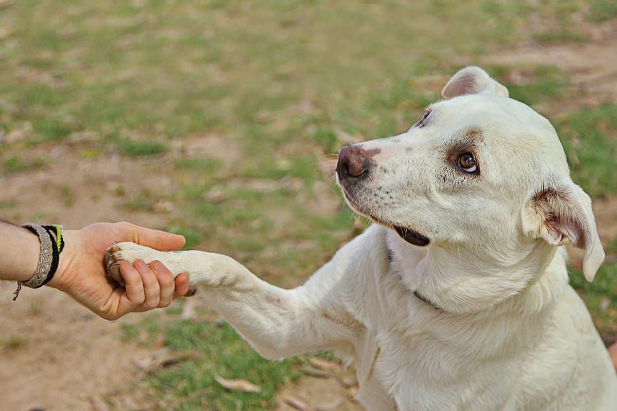 dog giving her paw