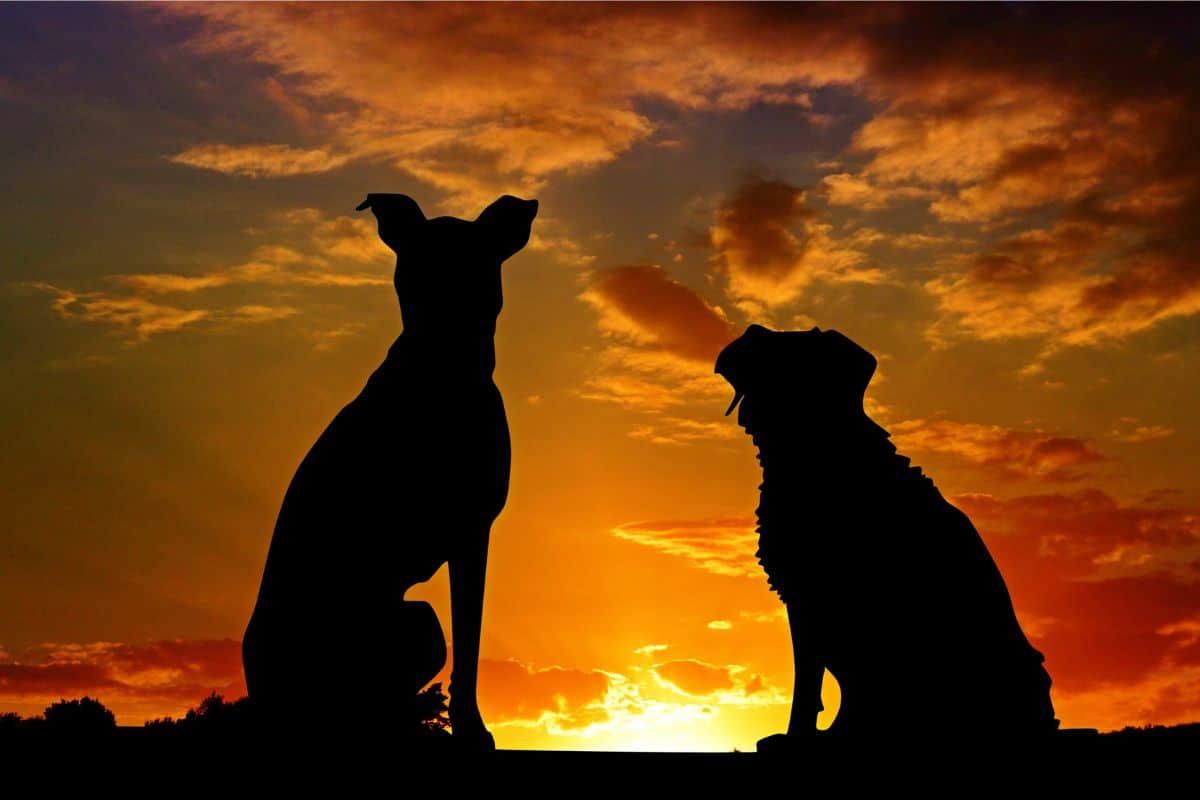 dogs with sunset in background.