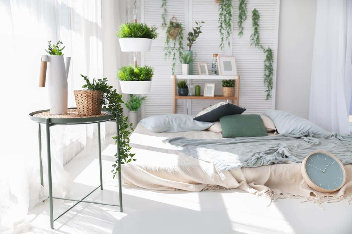 Succulents in bedroom.