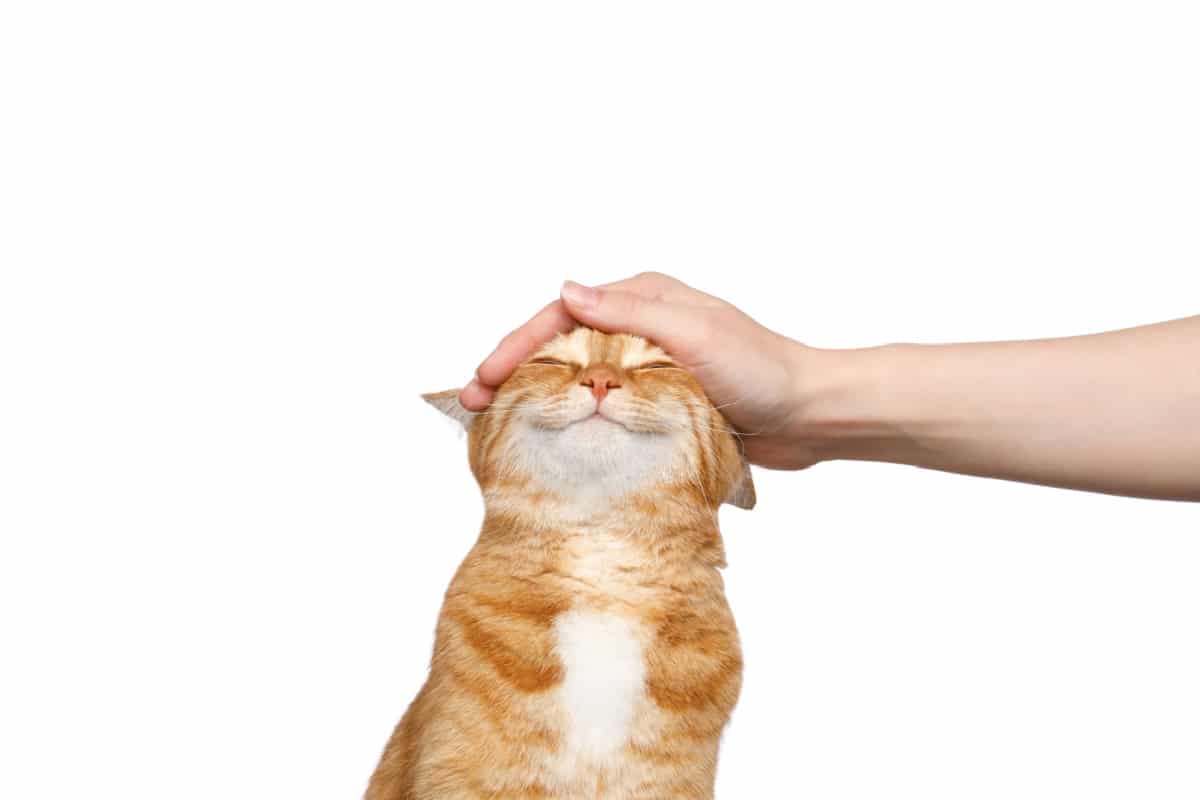 woman petting cat. 