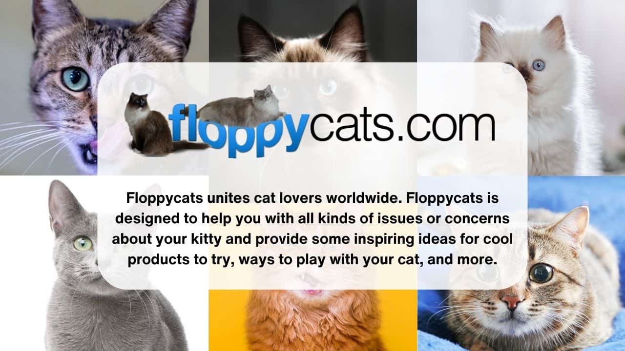 Floppycats-Featured-Image-with-Logo-and-cats-in-background-with-text-overlay-about-Floppycats