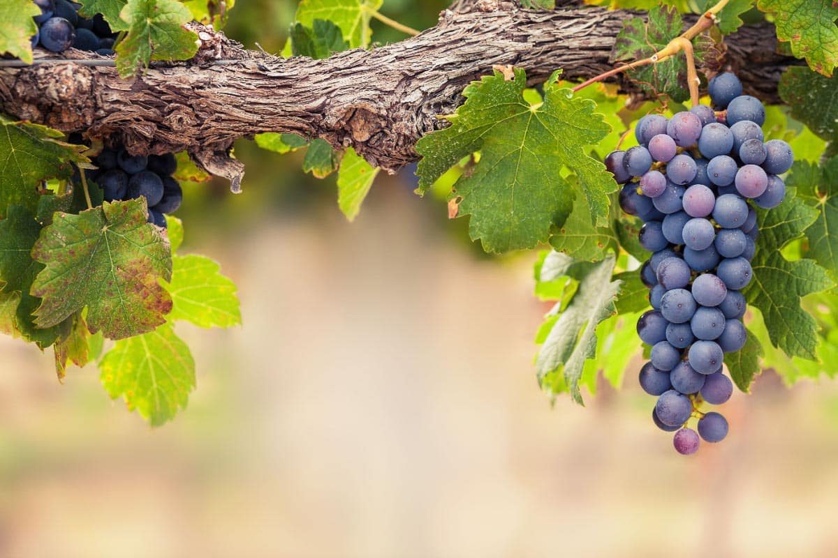 Grapes on the vine. Shutterstock_253302160. 