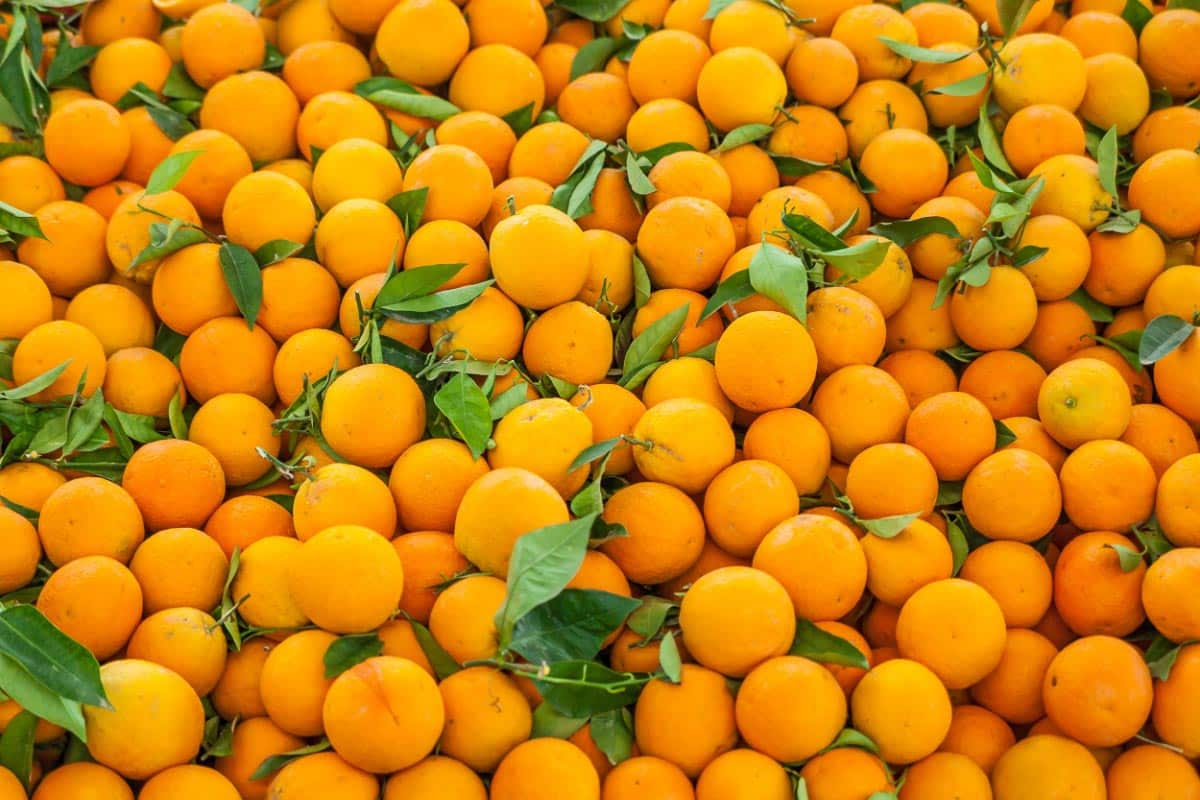 Pile of oranges. Shutterstock_460736791. 