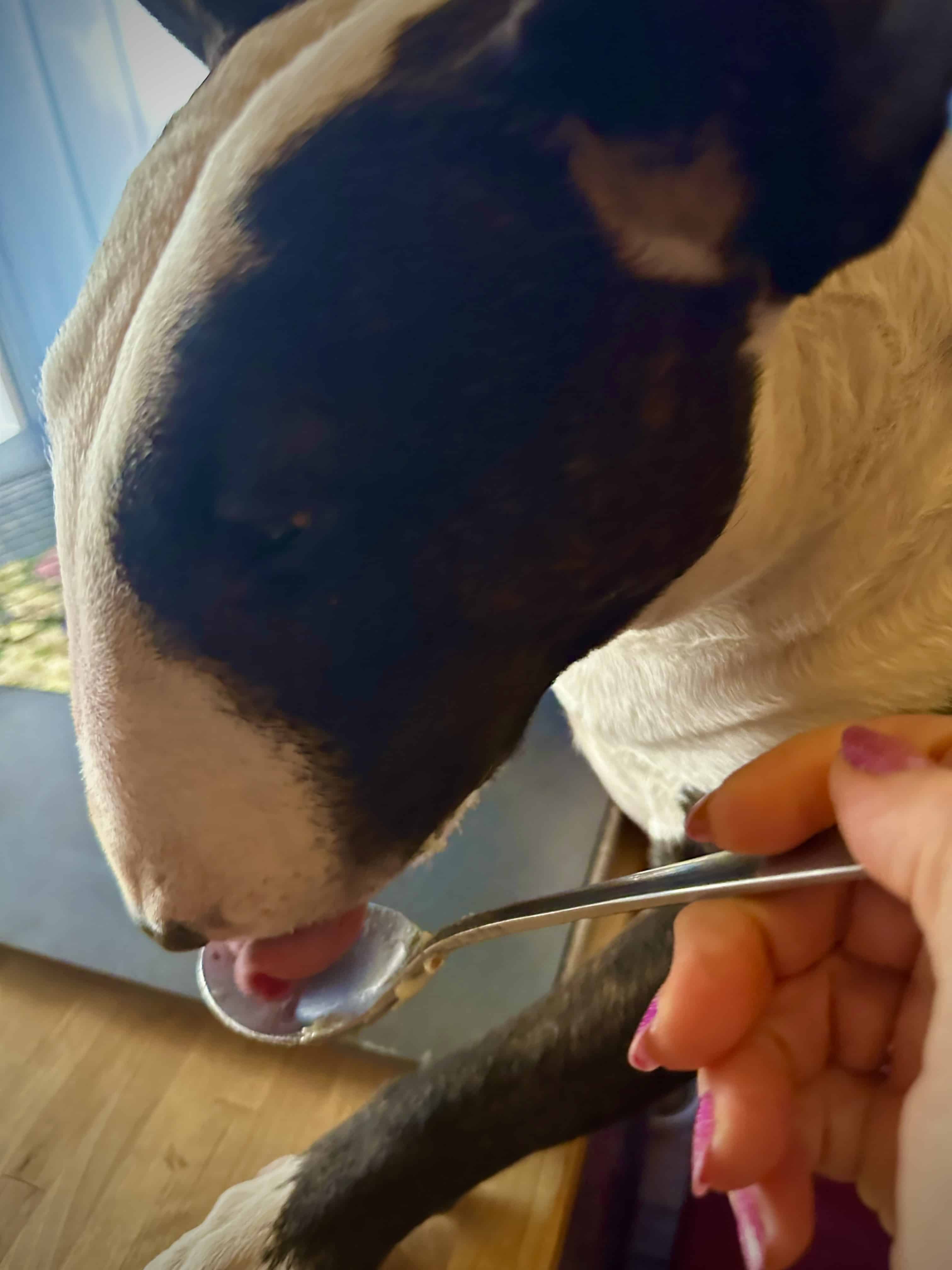 Nora licking spoon.