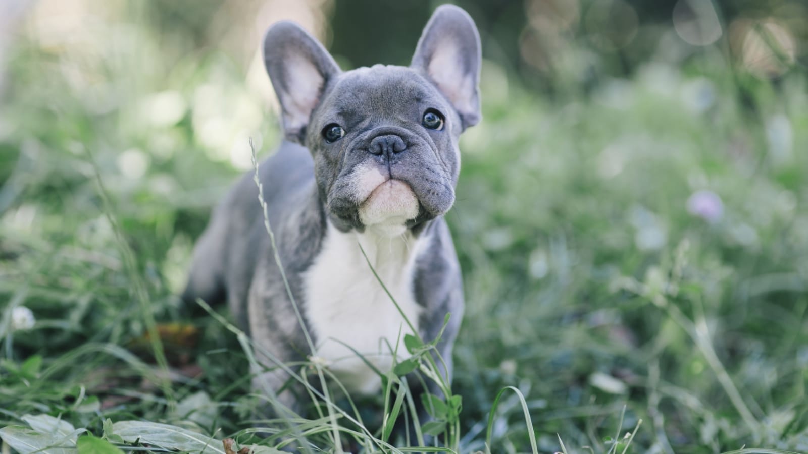 Blue French bulldog is NOT a purebred. 