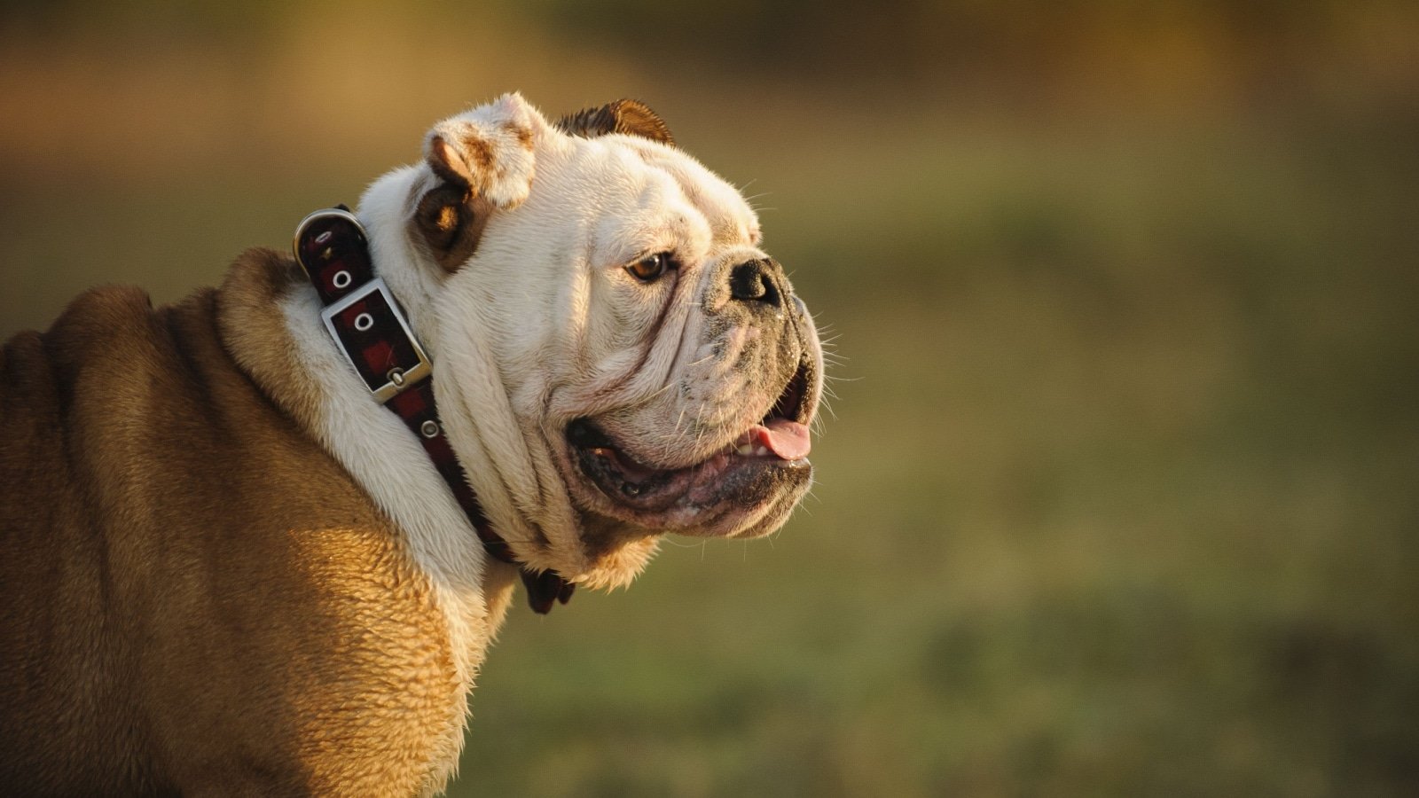 Bulldog.